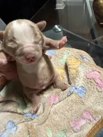 Boy, a male American Bully for sale in Hartford, CT – Photo 1 of 2