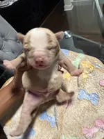 Boy, a male American Bully for sale in Hartford, CT – Photo 2 of 2