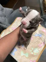 Girl, a female American Bully for sale in Hartford, CT – Photo 2 of 2