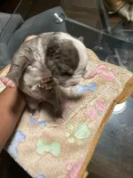 Girl, a female American Bully for sale in Hartford, CT – Photo 1 of 2