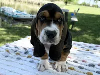 Bloom, a female Basset Hound for sale in Winchester, OH – 4 of 10
