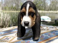 Sprout-RESERVED , a male Basset Hound for sale in Winchester, OH – Photo 4 of 8