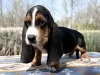 Sprout-RESERVED , a male Basset Hound for sale in Winchester, OH – Photo 3 of 8