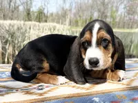 Sprout-RESERVED , a male Basset Hound for sale in Winchester, OH – Photo 7 of 8