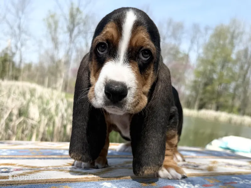 Sprout-RESERVED  – Basset Hound puppy for sale in Winchester, OH