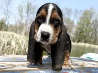 Sprout-RESERVED , a male Basset Hound for sale in Winchester, OH – Photo 1 of 8