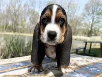 Sprout-RESERVED , a male Basset Hound for sale in Winchester, OH – Photo 2 of 8