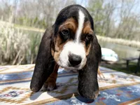 Sprout-RESERVED , a male Basset Hound for sale in Winchester, OH – Photo 5 of 8