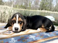Sprout-RESERVED , a male Basset Hound for sale in Winchester, OH – Photo 8 of 8