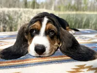 Sprout-RESERVED , a male Basset Hound for sale in Winchester, OH – Photo 6 of 8