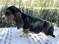 Bloom, a female Basset Hound for sale in Winchester, OH – 9 of 10