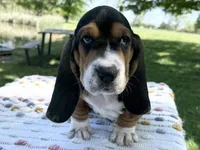 Bloom, a female Basset Hound for sale in Winchester, OH – 6 of 10