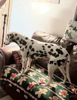 Jolly, a female Dalmatian for sale in Winchester, OH – 4 of 9