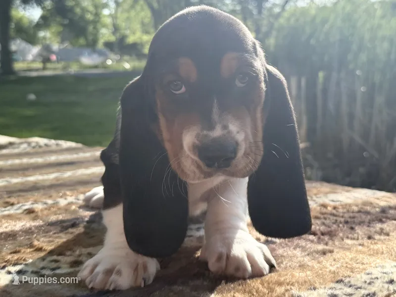 Matey – Basset Hound puppy for sale in Winchester, OH