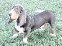 Luke-AKC, a male Basset Hound for sale in Winchester, OH – 2 of 10