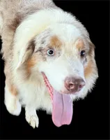 Apache, a male Australian Shepherd for sale in Winchester, OH – 4 of 5