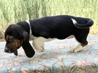 Skipper, a female Basset Hound for sale in Winchester, OH – 10 of 10
