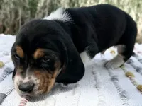 Matey, a male Basset Hound for sale in Winchester, OH – Photo 7 of 9