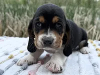 Matey, a male Basset Hound for sale in Winchester, OH – Photo 2 of 9