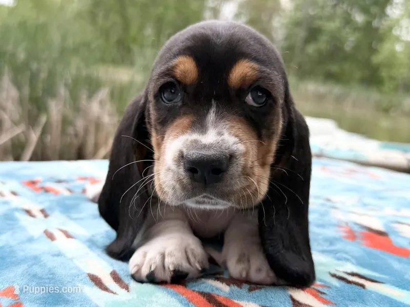 Matey – Basset Hound puppy for sale in Winchester, OH