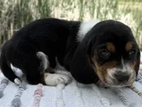 Matey, a male Basset Hound for sale in Winchester, OH – Photo 6 of 9