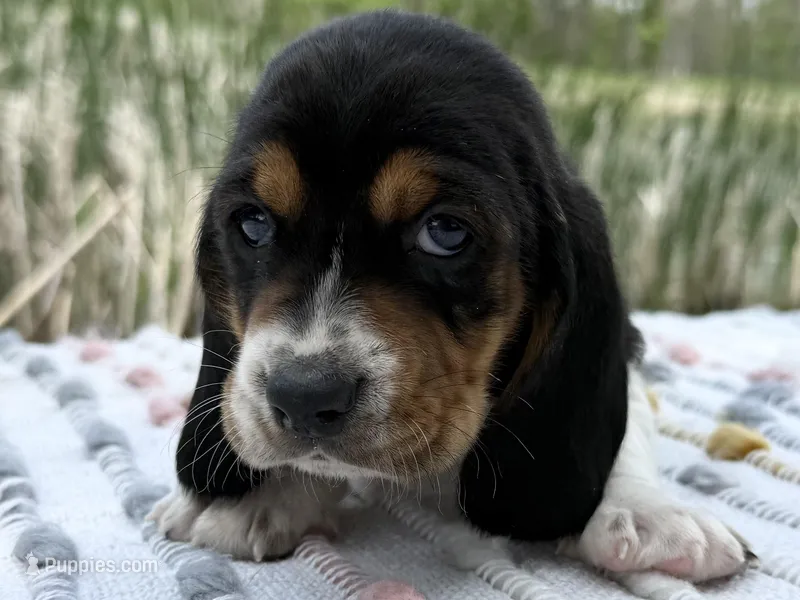 Matey – Basset Hound puppy for sale in Winchester, OH