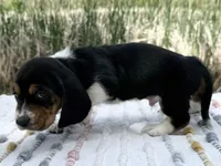 Matey, a male Basset Hound for sale in Winchester, OH – Photo 8 of 9