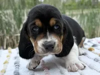Matey, a male Basset Hound for sale in Winchester, OH – Photo 5 of 9