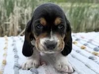 Matey, a male Basset Hound for sale in Winchester, OH – Photo 3 of 9