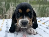 Matey, a male Basset Hound for sale in Winchester, OH – Photo 4 of 9