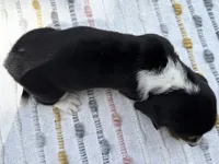 Matey, a male Basset Hound for sale in Winchester, OH – Photo 9 of 9