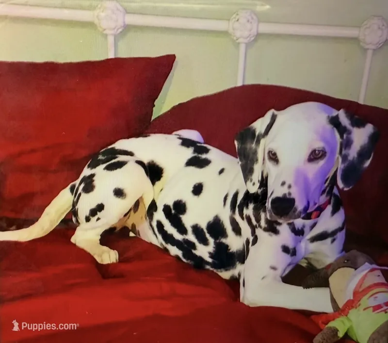 Jolly – Dalmatian puppy for sale in Winchester, OH