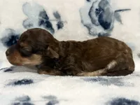 Teddy, a male Poodle - Toy  for sale in Winchester, OH – 6 of 8