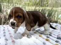 Blossom , a female Basset Hound for sale in Winchester, OH – Photo 4 of 6