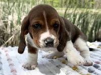 Blossom , a female Basset Hound for sale in Winchester, OH – Photo 3 of 6