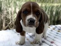 Blossom , a female Basset Hound for sale in Winchester, OH – Photo 2 of 6