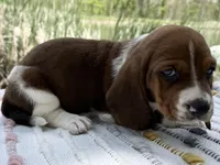 Blossom , a female Basset Hound for sale in Winchester, OH – Photo 5 of 6