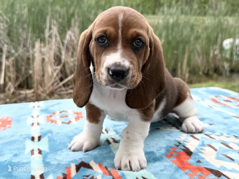 Blossom  – Basset Hound puppy for sale in Winchester, OH