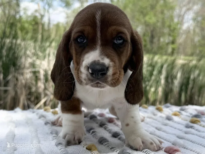Blossom  – Basset Hound puppy for sale in Winchester, OH