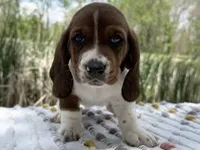 Blossom , a female Basset Hound for sale in Winchester, OH – Photo 1 of 6