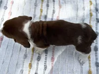 Blossom , a female Basset Hound for sale in Winchester, OH – Photo 6 of 6