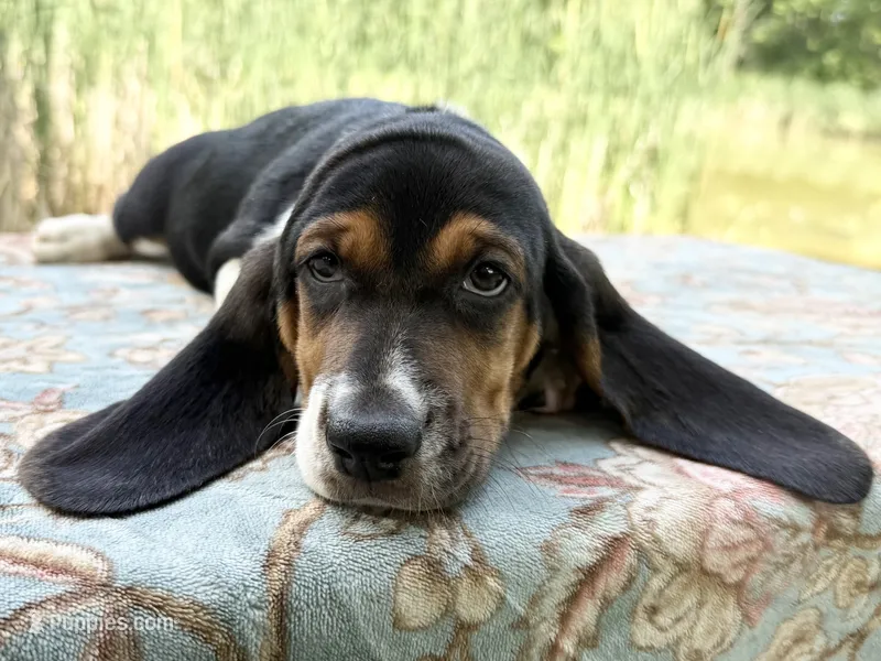 Skipper – Basset Hound puppy for sale in Winchester, OH