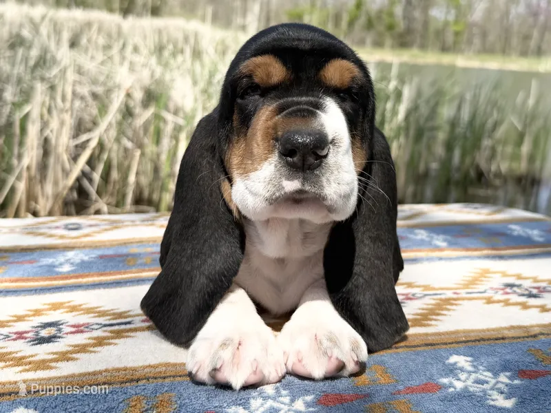 Summer – Basset Hound puppy for sale in Winchester, OH