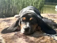 Skipper, a female Basset Hound for sale in Winchester, OH – 3 of 10