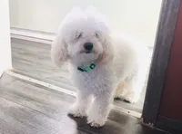 Prada, a female Poodle - Toy  for sale in Winchester, OH – 3 of 6