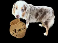 Apache, a male Australian Shepherd for sale in Winchester, OH – 5 of 5