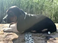 Skipper, a female Basset Hound for sale in Winchester, OH – 5 of 10