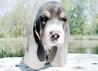Luke-AKC, a male Basset Hound for sale in Winchester, OH – 6 of 10