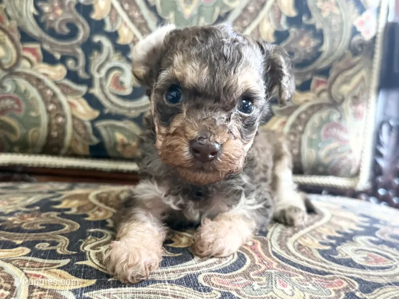 Teddy – Poodle - Toy  puppy for sale in Winchester, OH