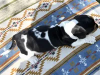 Summer, a female Basset Hound for sale in Winchester, OH – 8 of 10